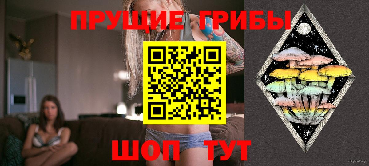 Псилоцибиновые грибы Psilocybe Саранск